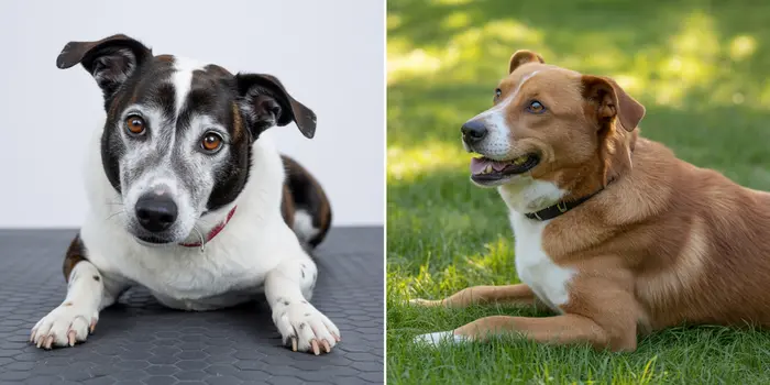 chien en séance de thérapie laser vétérinaire